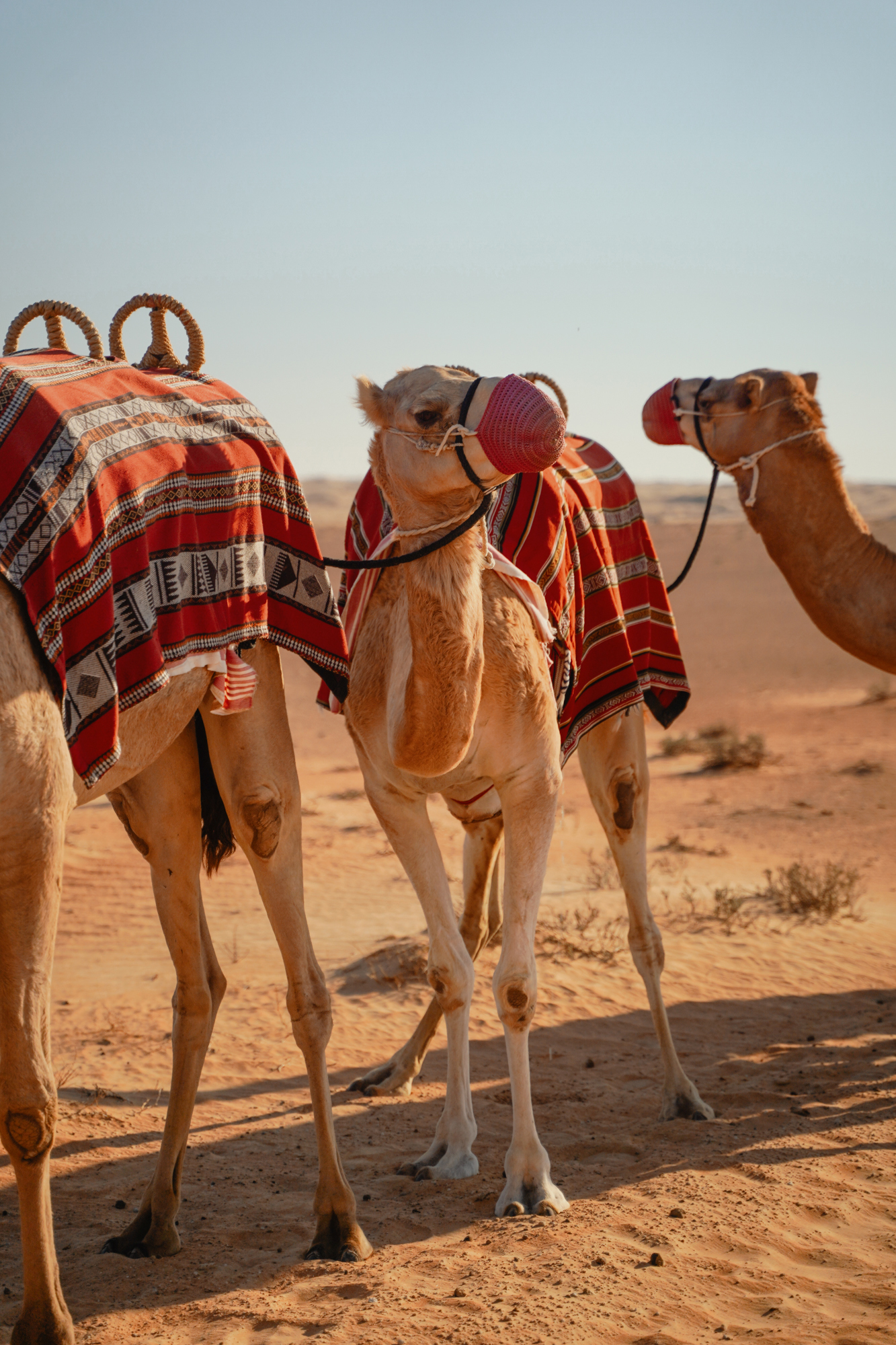 Camel ride, Dubai