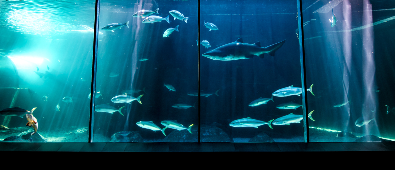 COLLECTING EXPERIENCES, NOT THINGS: A VISIT TO THE TWO OCEANS AQUARIUM ...