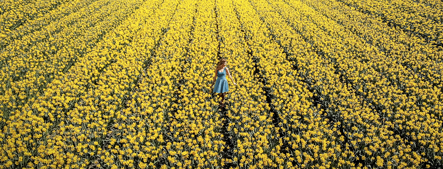 1440x550_Tulips In Holland