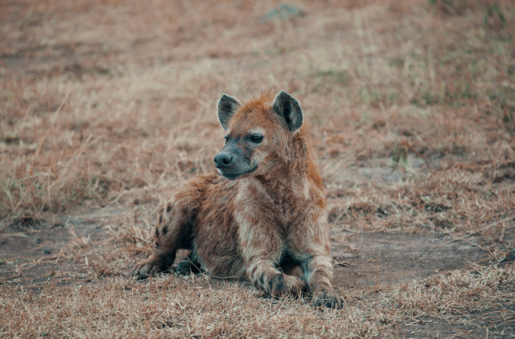 Wildlife Photography - Tips To Get the Best Shots | How Far From Home
