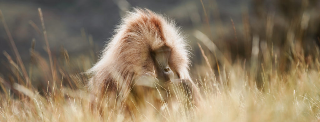Wildlife Photography - Tips To Get the Best Shots | How Far From Home