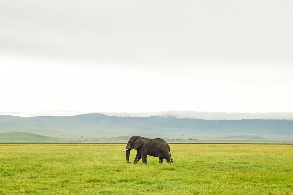 Wildlife Photography - Tips To Get the Best Shots | How Far From Home