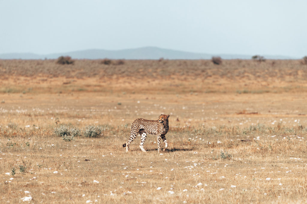 A Multi-Ceremony Adventure Wedding Elopement in Namibia, Southern Africa | How Far From Home