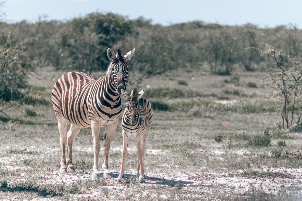 A Multi-Ceremony Adventure Wedding Elopement in Namibia, Southern Africa | How Far From Home