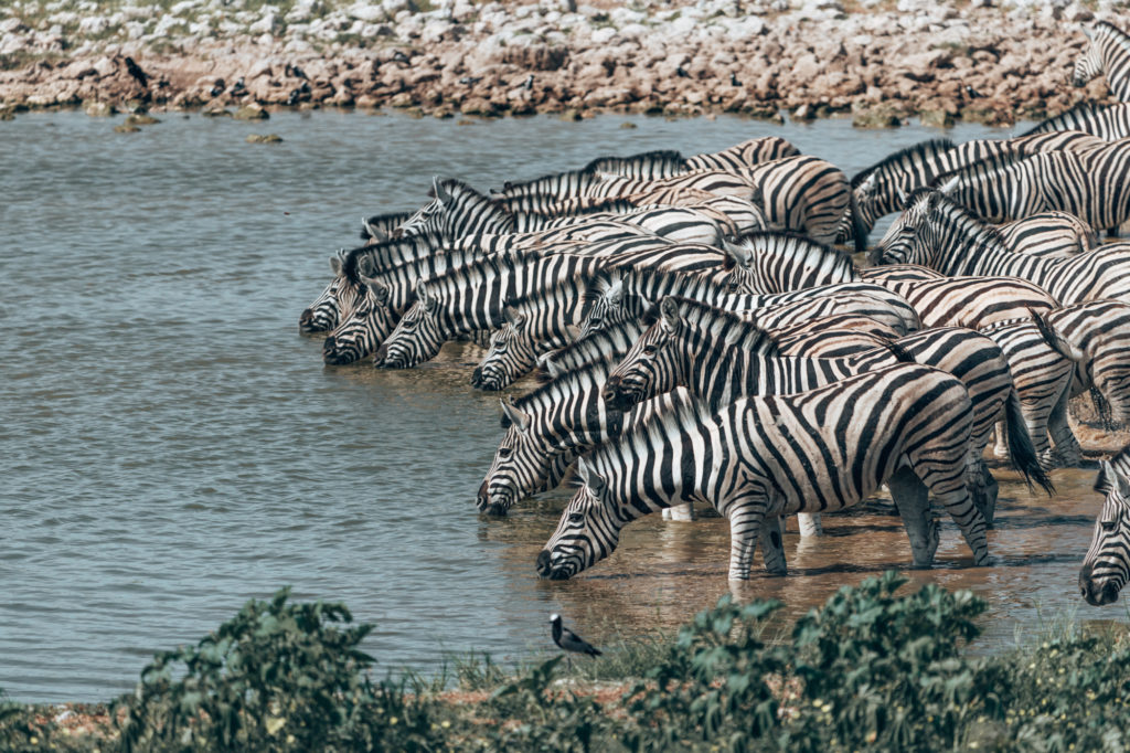 10 Days In Namibia – Everything You Need To Know | How Far From Home