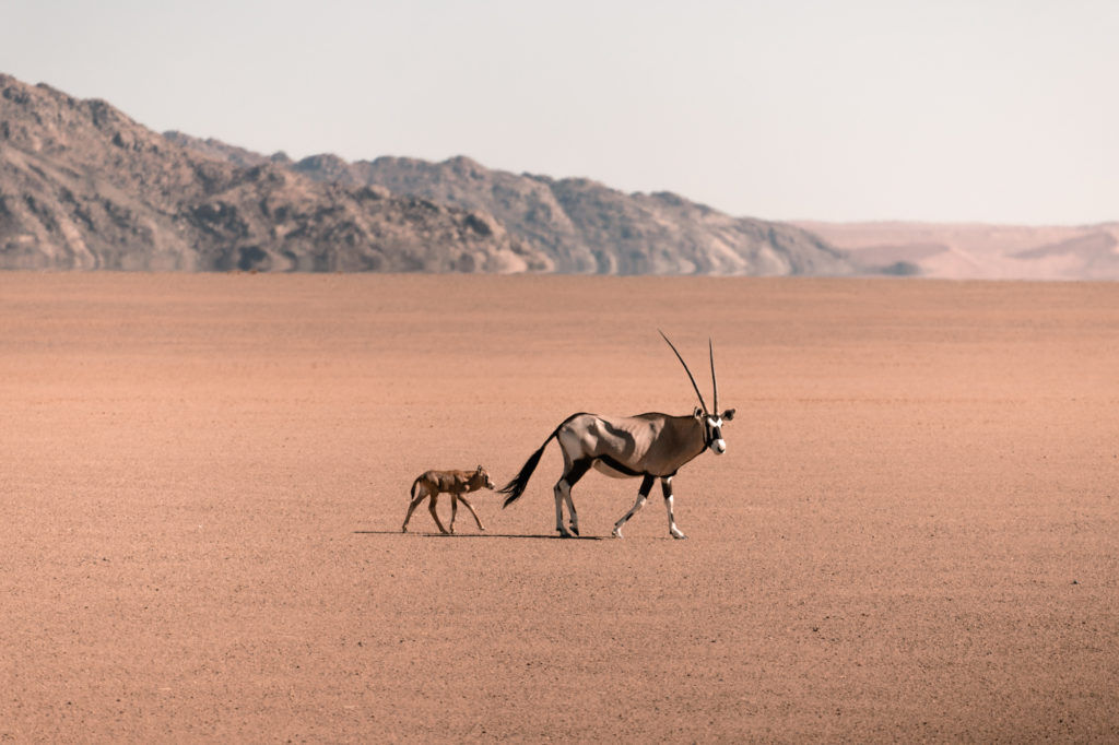 10 Days In Namibia – Everything You Need To Know | How Far From Home