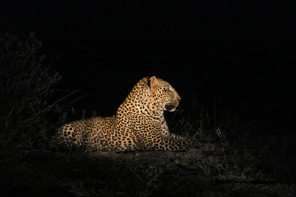 Leopard - Trip To Africa