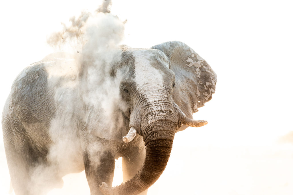 Wildlife Photography | How Far From Home