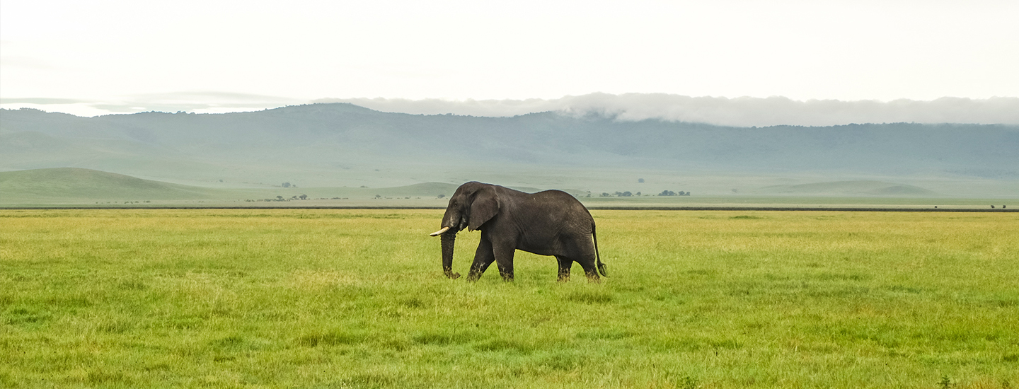 Wildlife Photography - Tips To Get The Best Shots