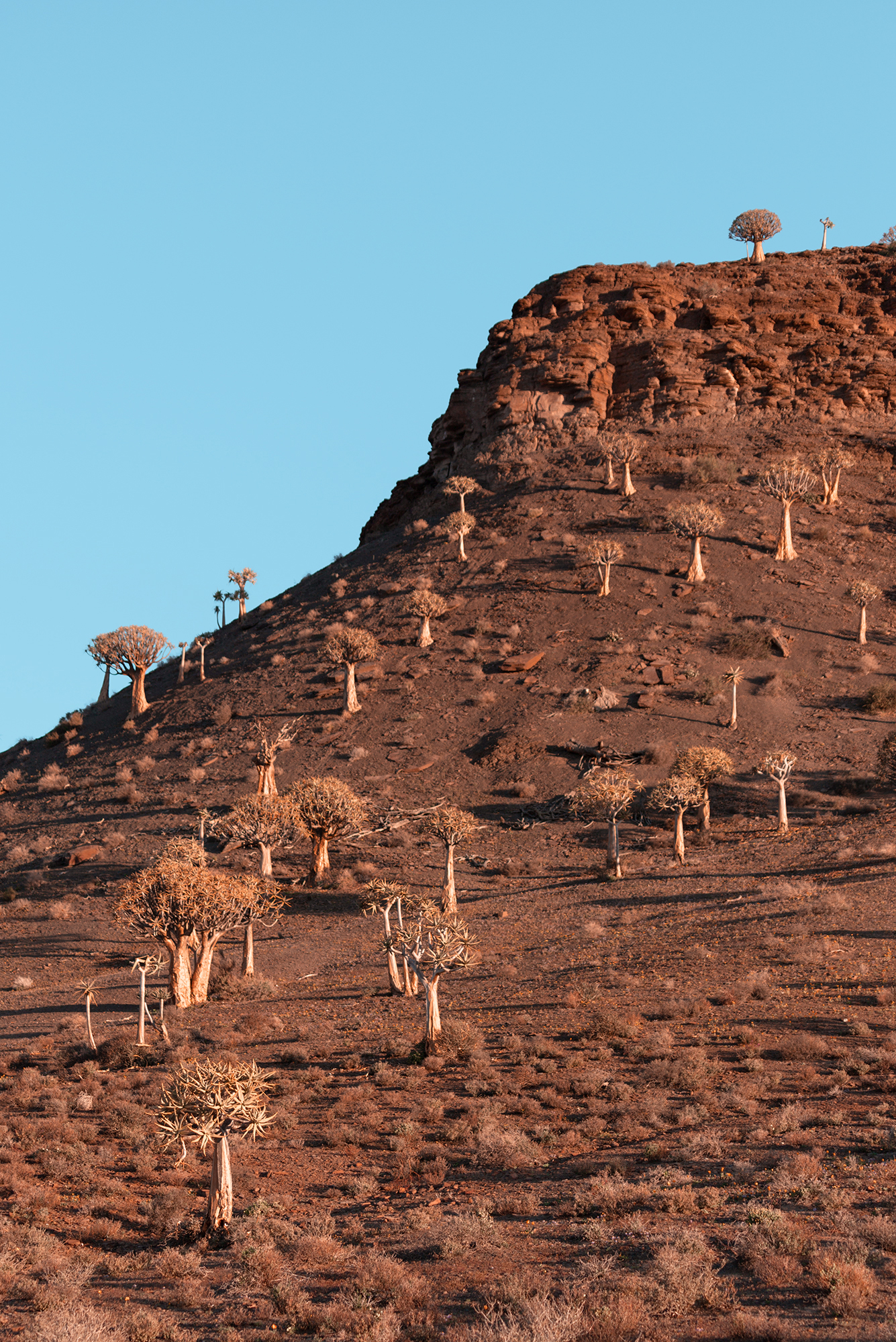 Not-To-Miss Experiences When Traveling To See The Namaqualand Flowers | How Far From Home