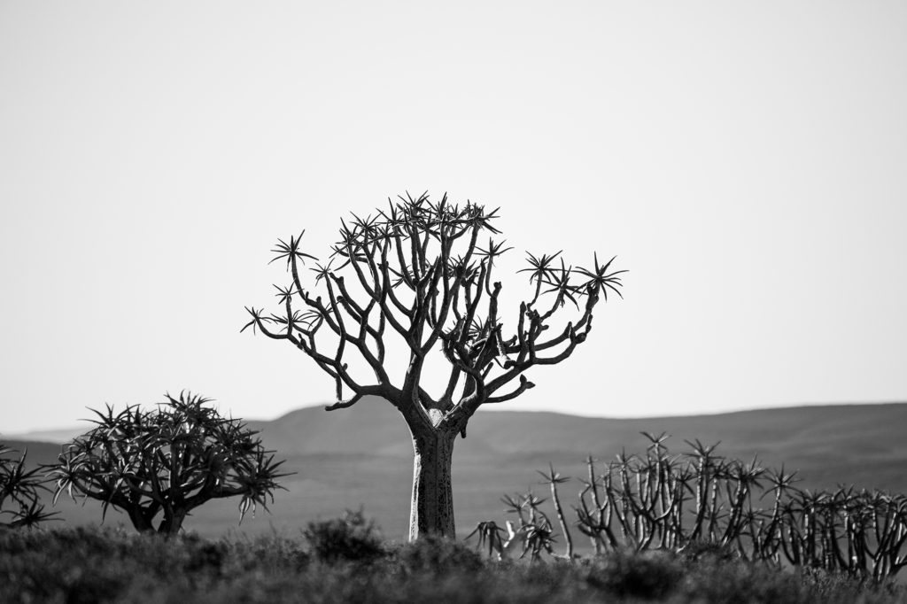 Not-To-Miss Experiences When Traveling To See The Namaqualand Flowers | How Far From Home