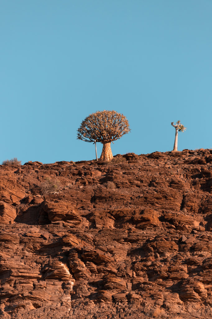 Not-To-Miss Experiences When Traveling To See The Namaqualand Flowers | How Far From Home