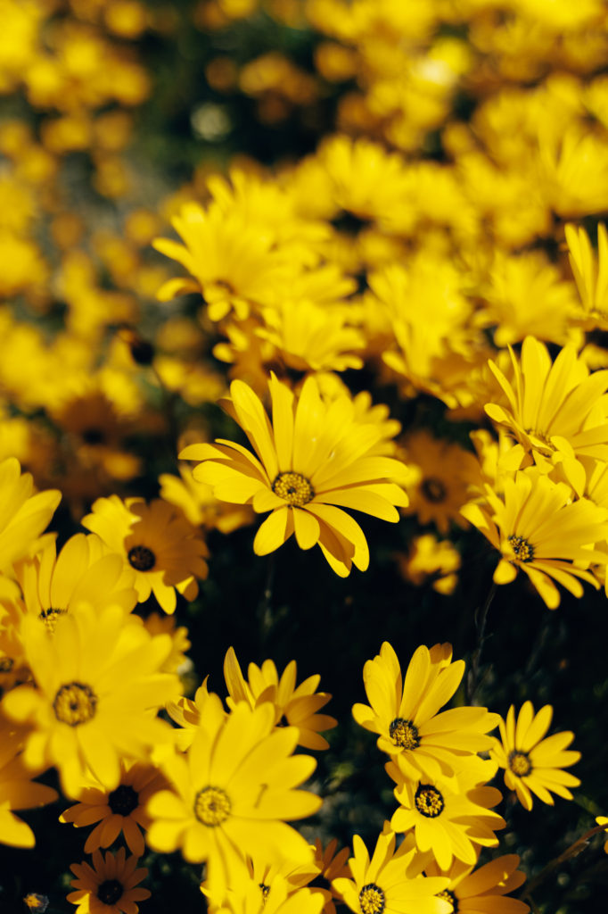 Namaqualand - Guide To Viewing Flowers | How Far From Home