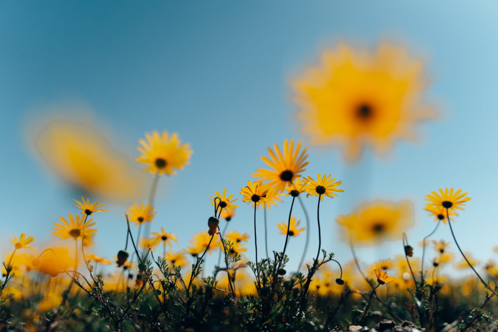 Namaqualand - Guide To Viewing Flowers | How Far From Home