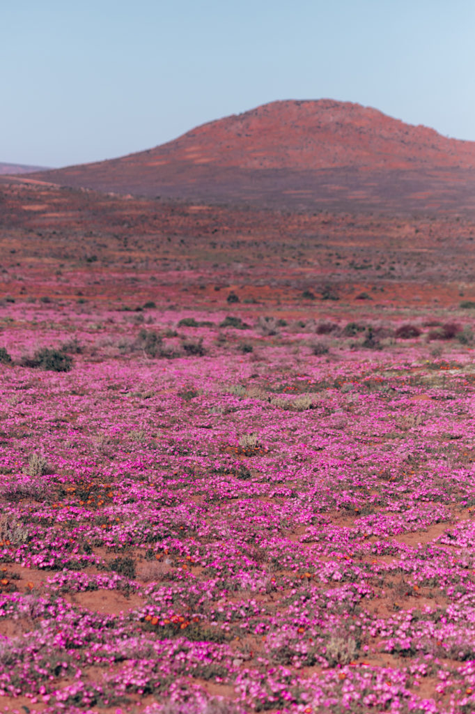 Namaqualand - Guide To Viewing Flowers | How Far From Home