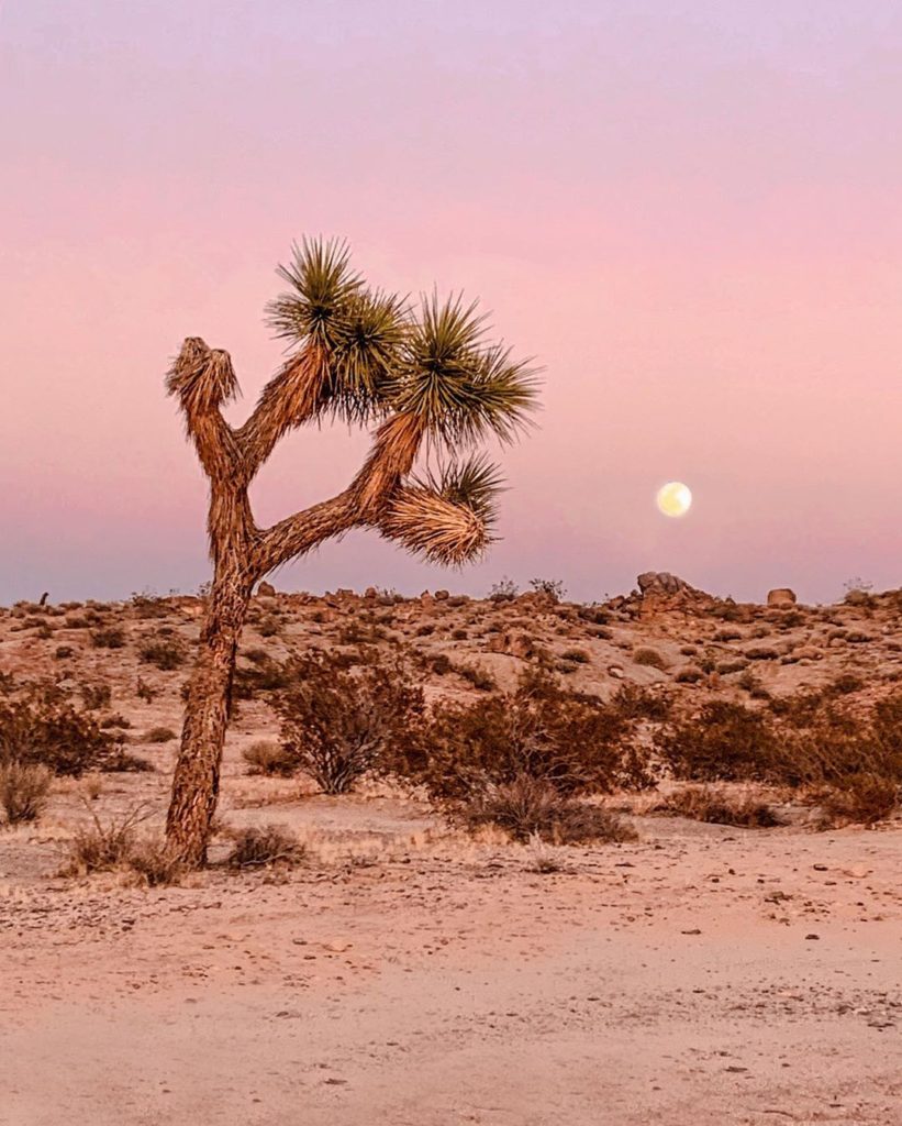 The Joshua Tree House Creative Duo | How Far From Home Interview