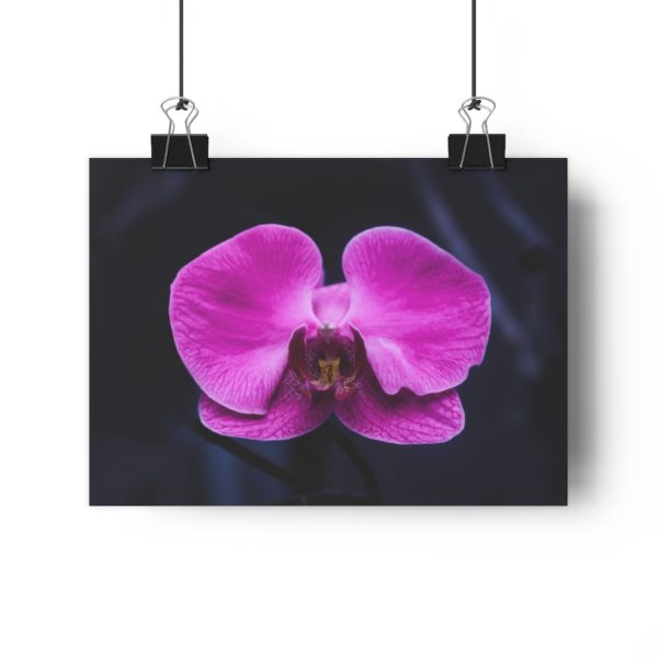 Isolated Orchid - Image 4