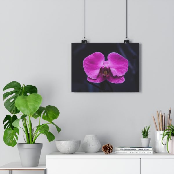 Isolated Orchid - Image 5