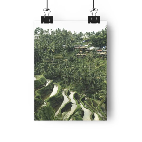 Rice Padi Fields - Image 4