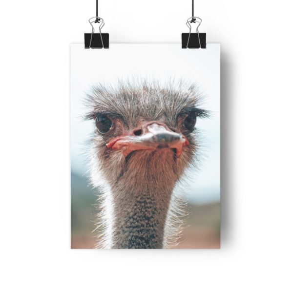 Cheeky Oudtshoorn Ostrich - Image 4
