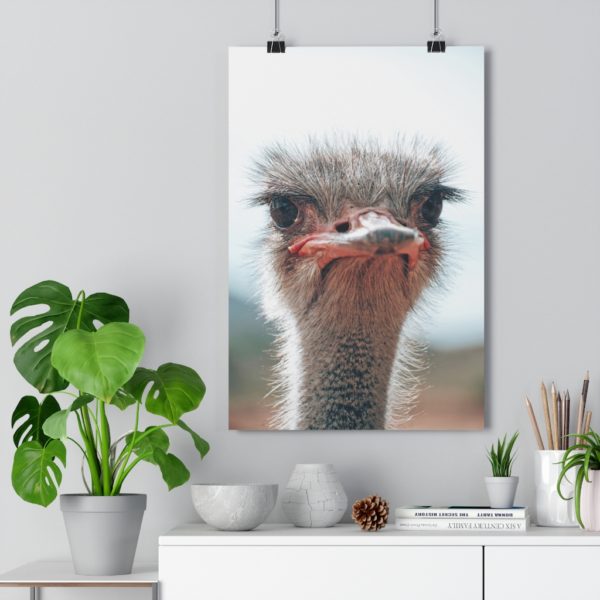 Cheeky Oudtshoorn Ostrich - Image 3
