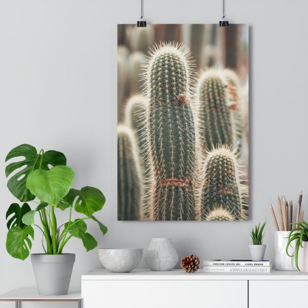 Cactus Fields in Oudtshoorn - Image 3