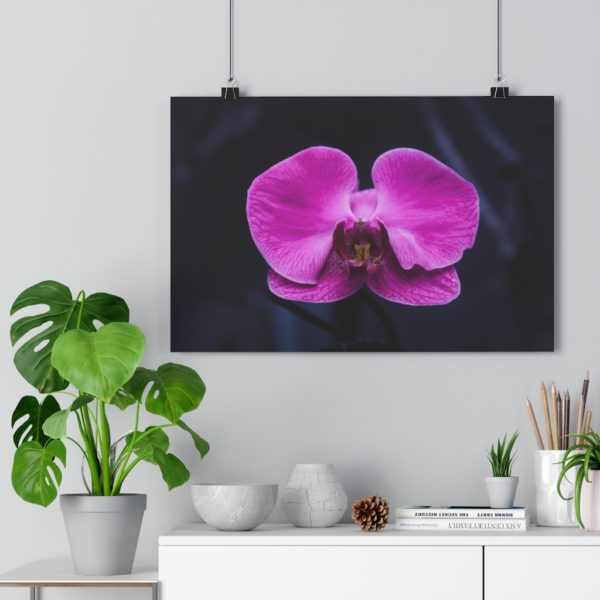 Isolated Orchid - Image 3