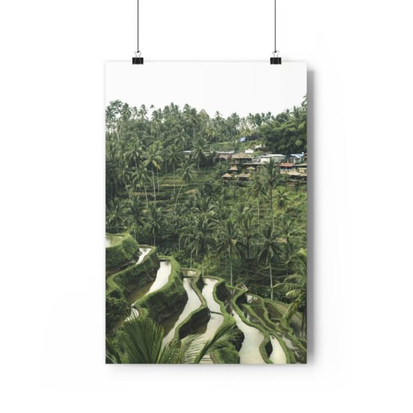 Rice Padi Fields - Image 6
