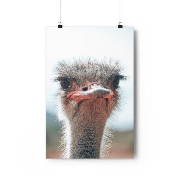 Cheeky Oudtshoorn Ostrich - Image 6
