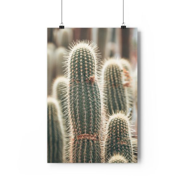 Cactus Fields in Oudtshoorn - Image 6