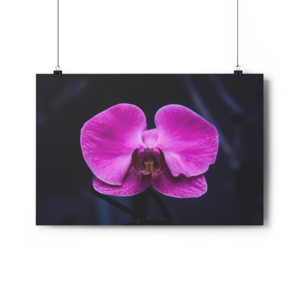 Isolated Orchid - Image 6