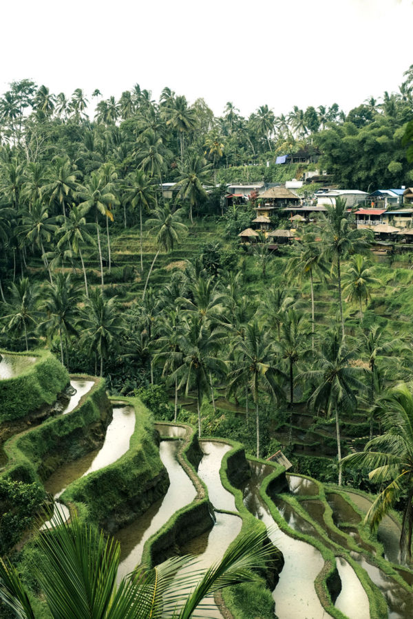 Rice Padi Fields - Image 2
