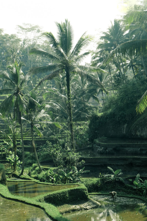 Bali Life - Image 2