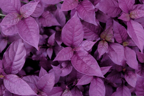 Uluwatu Foliage - Image 2