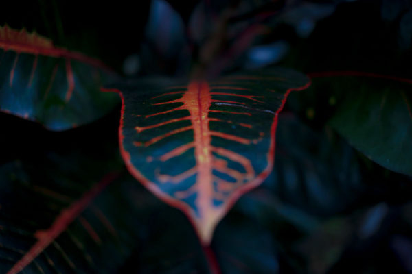Tropical Textures - Image 2