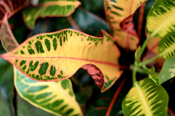 Bali Botanicals - Image 2