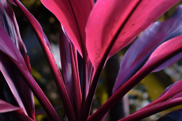 Leaves Of Passion - Image 2