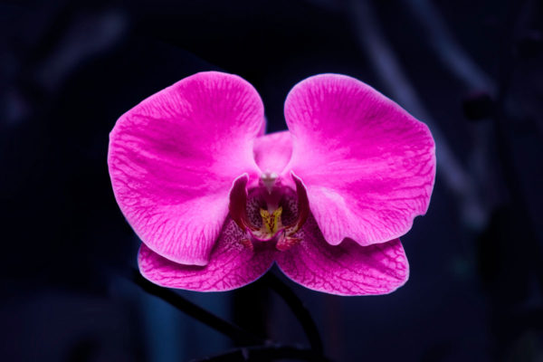 Isolated Orchid - Image 2