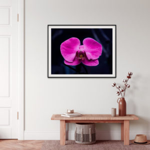 Isolated Orchid