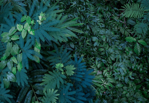 Lush Bali - Image 2