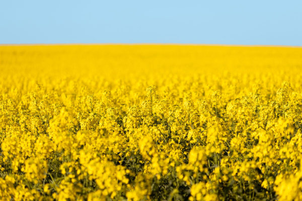Arniston Fields Of Gold - Image 2