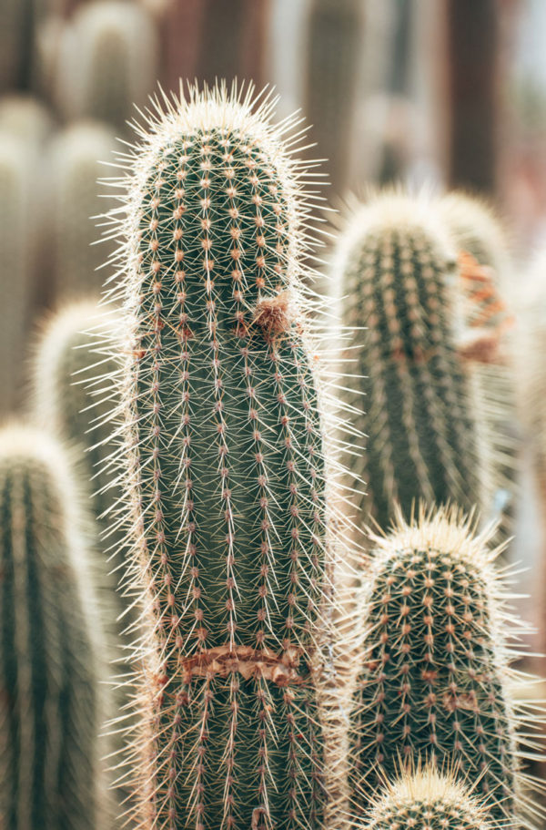 Cactus Fields in Oudtshoorn - Image 2