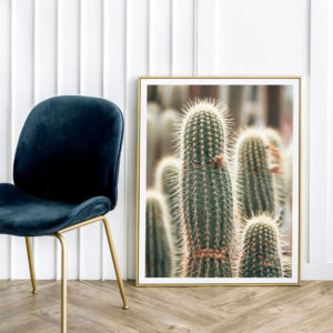 Cactus Fields in Oudtshoorn