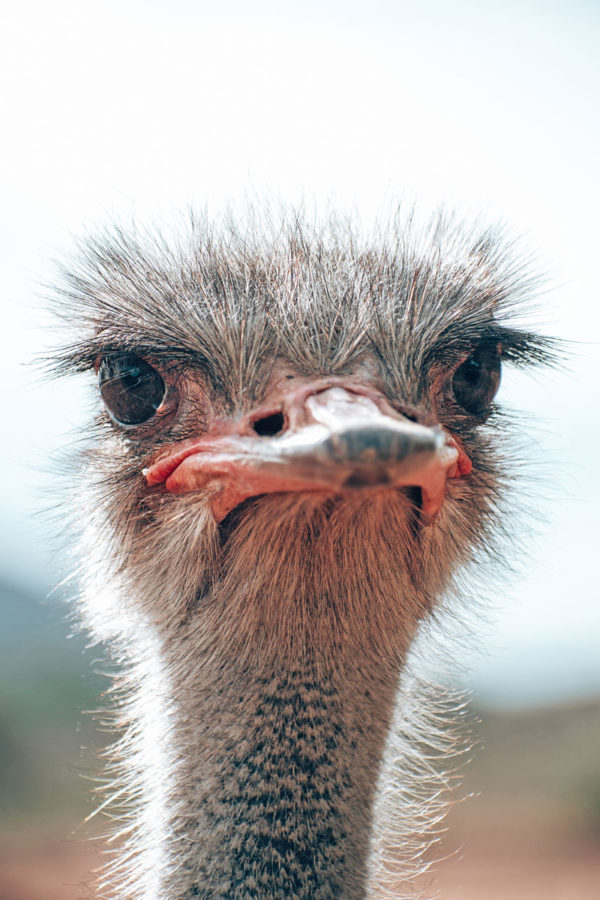 Cheeky Oudtshoorn Ostrich - Image 2