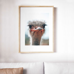 Cheeky Oudtshoorn Ostrich