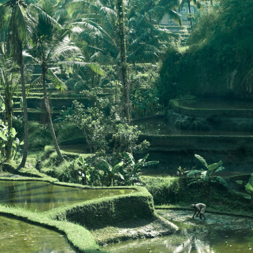 Bali Collection