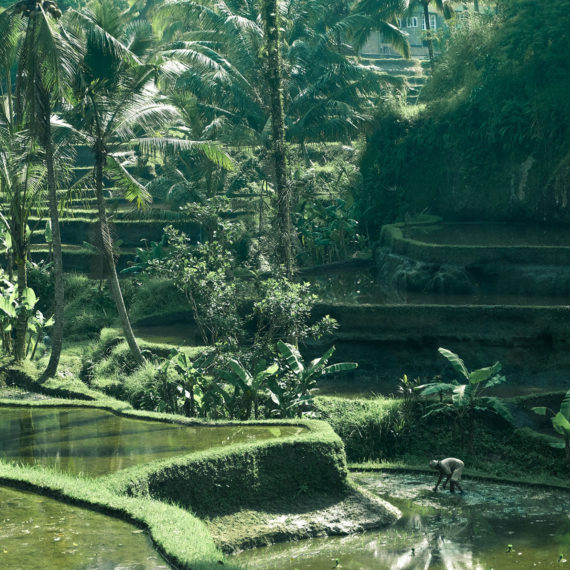 Bali Collection