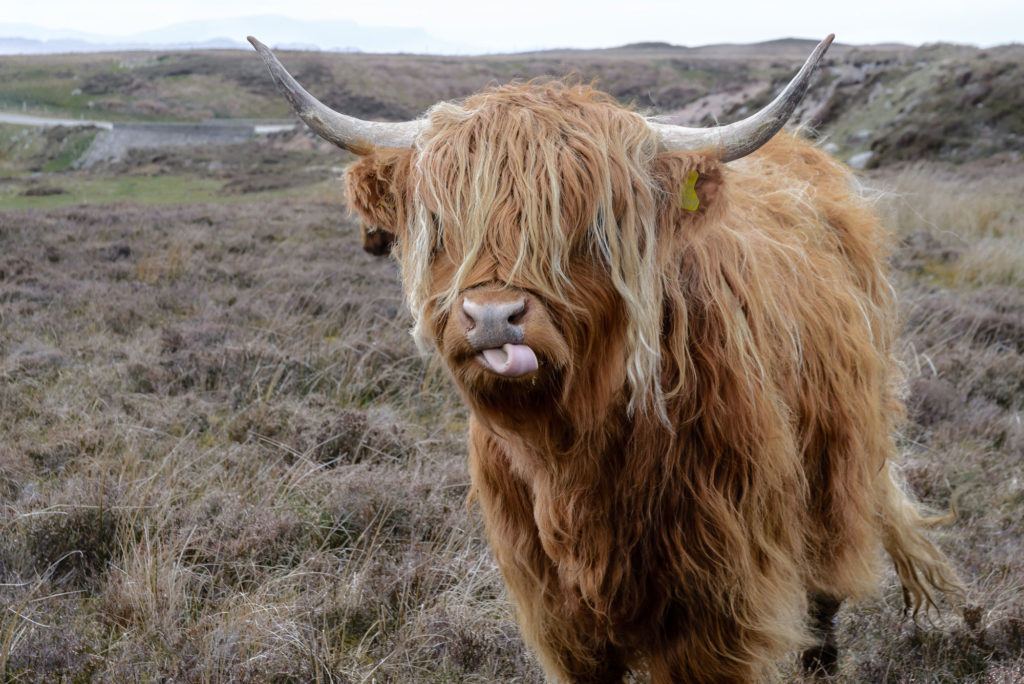 Scotland Cow | Photo by Gabriela Palai | How Far From Home