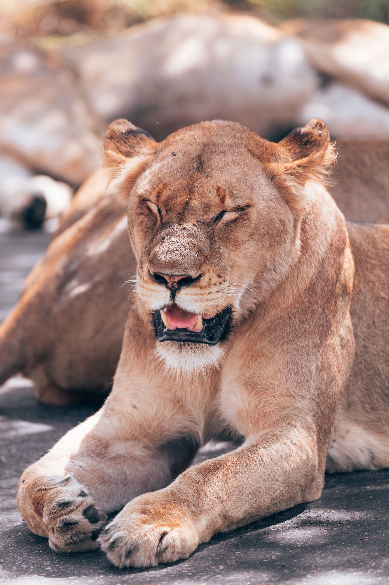 Camping in Kruger National Park | How Far From Home