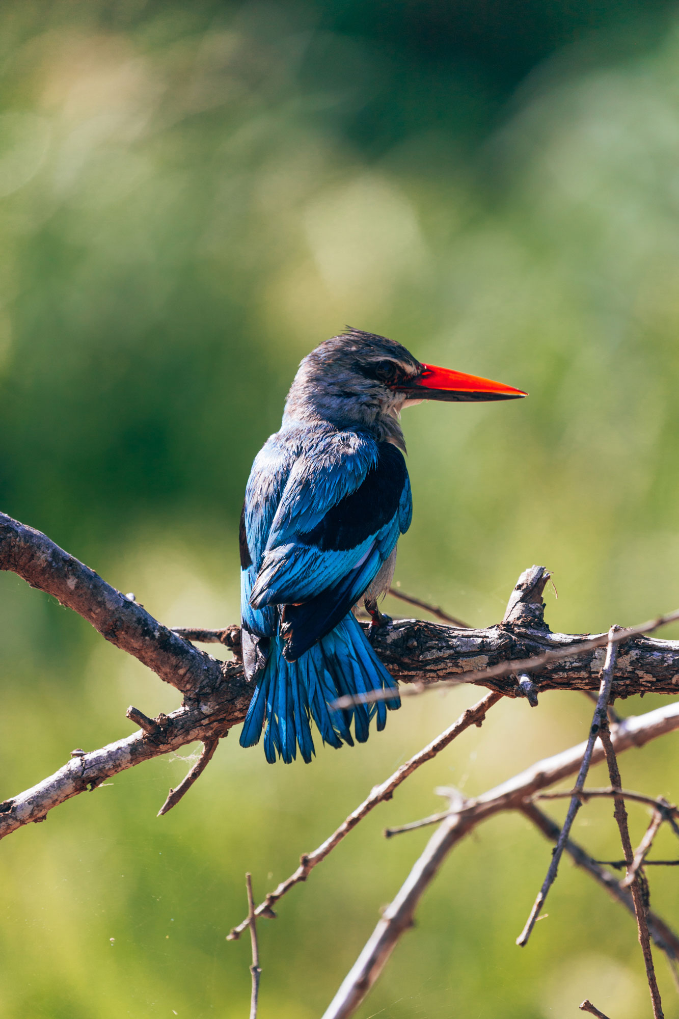 Camping in Kruger National Park | How Far From Home